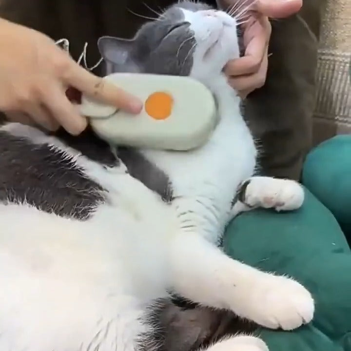 Brossage en douceur d’un chat allongé