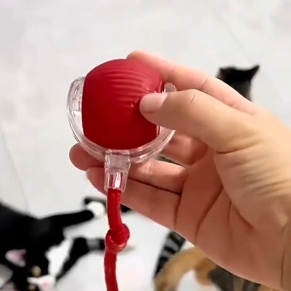 La balle à queue posée dans la main, avec deux chats
