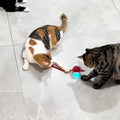 Deux chats qui jouent avec la balle à queue