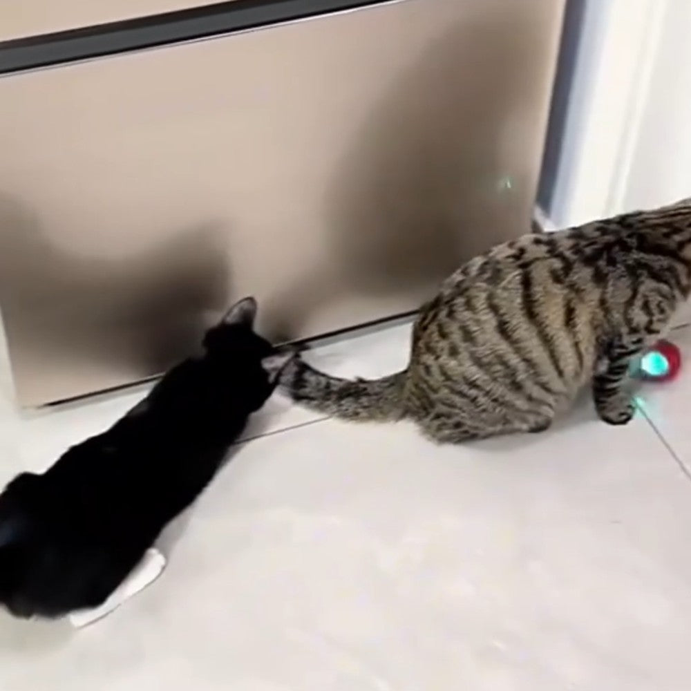 Deux chats qui suivent la balle le long d’un meuble