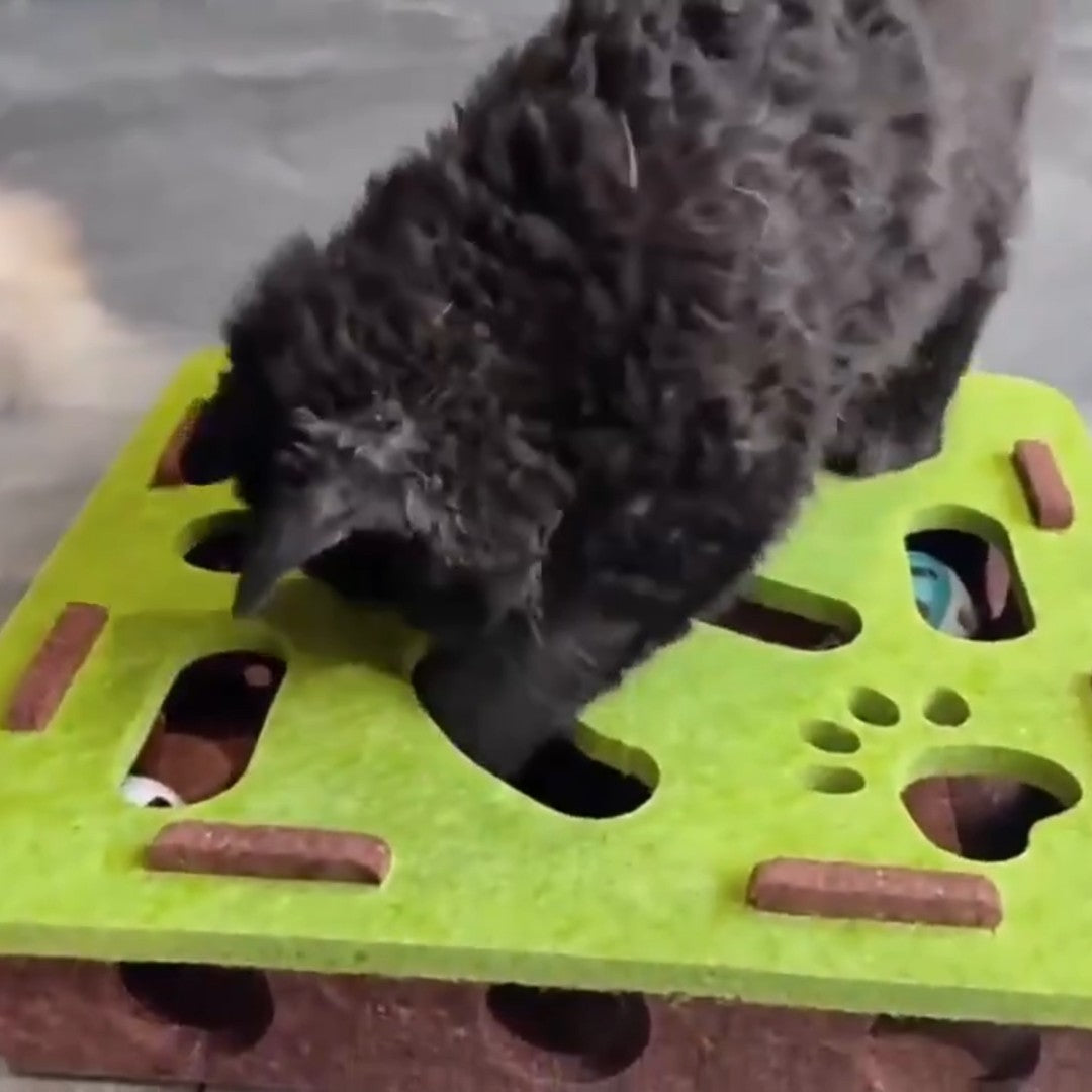 Chat qui cherche la balle dans la boîte à fouille (coloris vert)
